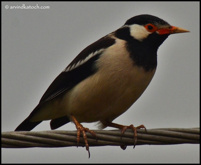 Pied Myna, Myna,