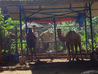 camels in zoobic safari