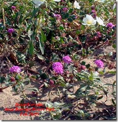 DesertVervain[1]