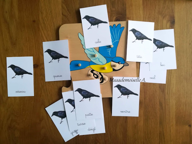 || Nos activités sur les oiseaux : Puzzle et Cartes de nomenclature Anatomie de l'oiseau