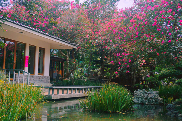 台灣銘園庭園美術館紫薇花季，全台最大紫薇花園，古樹奇石庭園