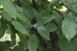 Foto atau Gambar Tanaman Cenama Gajah (Schefflera elliptica (Blume) Harms Araliaceae)