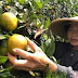 Manfaat buah jeruk