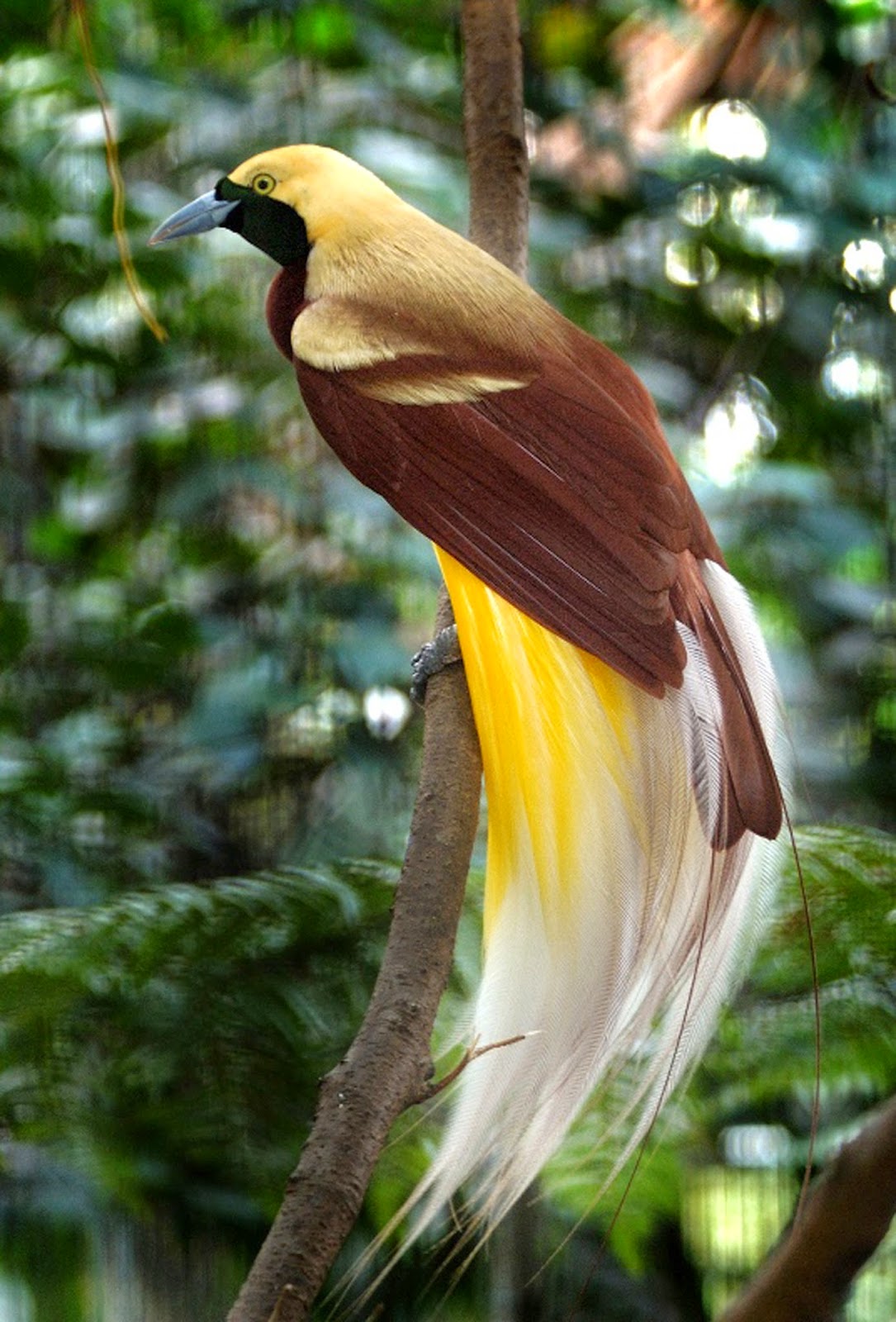 Burung Cendrawasih