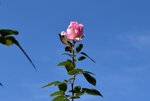 青空に向かってそびえるように伸びたバラのピンクの花