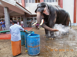 Elephant cooling itself in the humid afternoon before  start of "ANAYOTTAM".