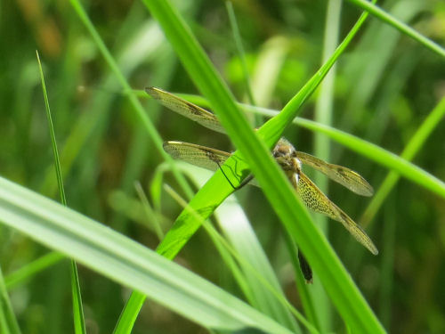 calico pennant dragonfly