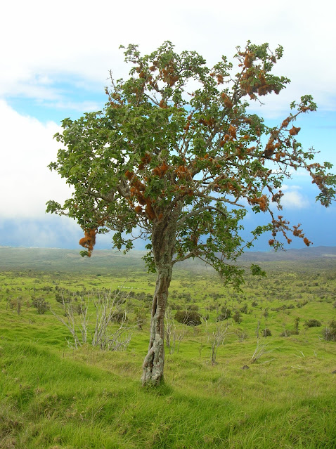 Nothocestrum latifolium