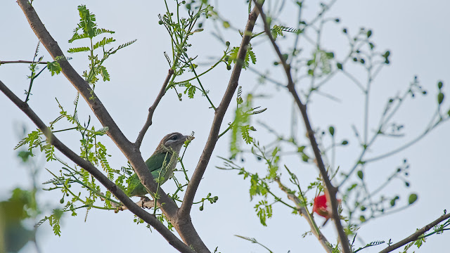 White cheeked barbet Valley School Bangalore Birding