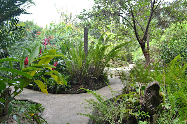 Guyane, Jardin botanique, Macouria, orchidée