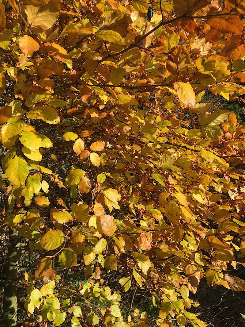 BloggerImage