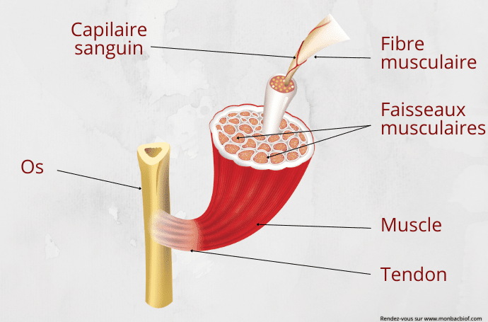 La structure du muscle squelettique strié 3ème année collège