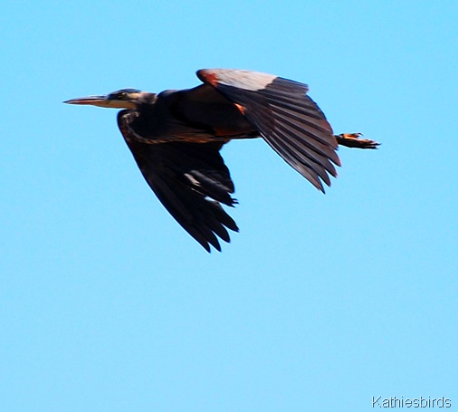 3. fly away-kab
