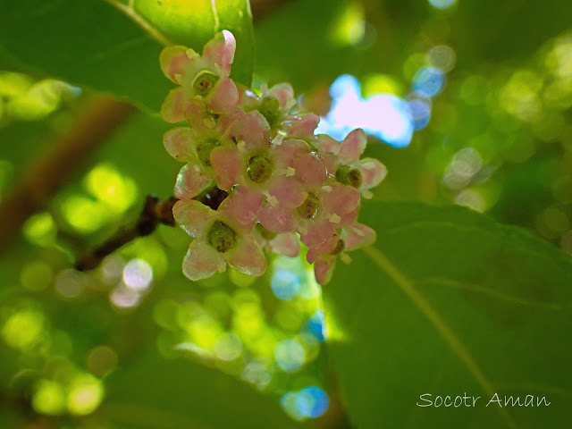 Ilex serrata