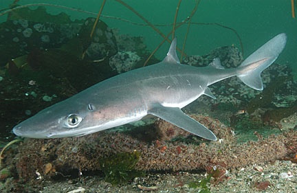 dogfish shark circulatory system. The spiny dogfish shark (Genus