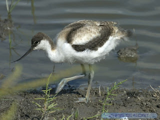 Avocette élégante - Recurvirostra avosetta