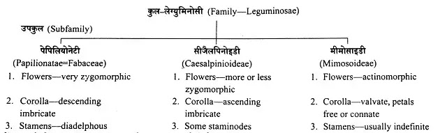 कुल- लेग्युमिनोसी (Family - Leguminosae) : लक्षण, उदाहरण, आर्थिक महत्त्व|hindi