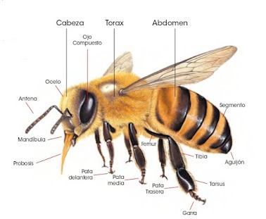 Descripción de las Descripción de la morfología básica de las abejas , Juan Paco Marsilla, Soluciones en el Cultivo Ecológico del Almendro