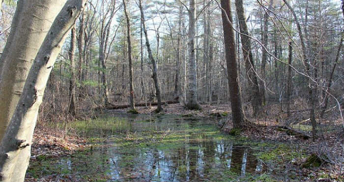 Hockomock Swamp, Tempat Misterius Munculnya Bola Api