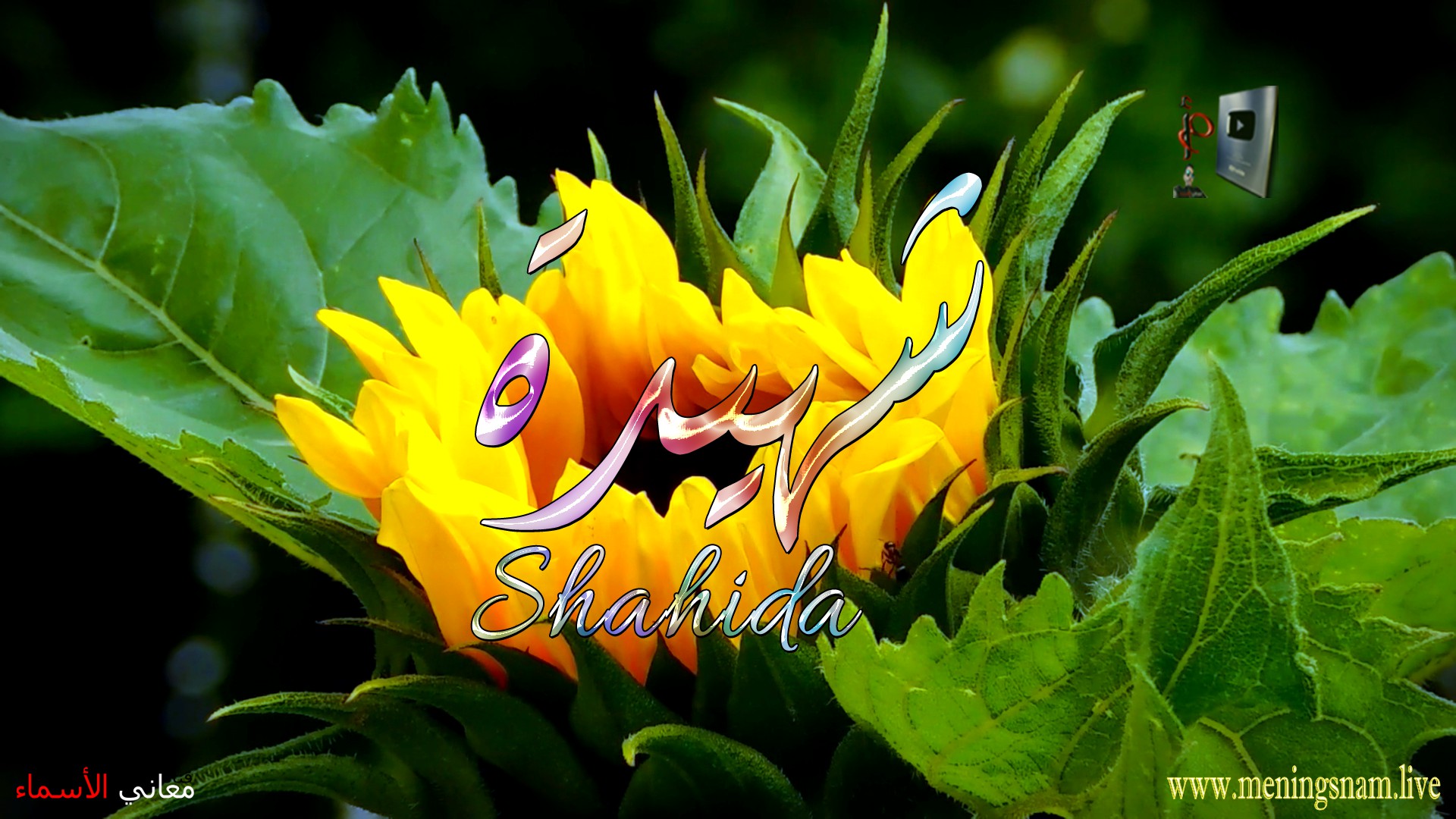 معنى اسم, شهيدة, وصفات, حاملة, هذا الاسم, Shahida,