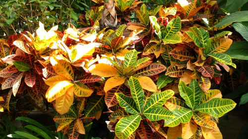 croton