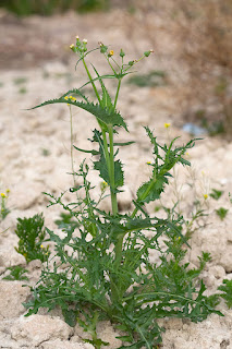 cerraja-sonchus-oleraceus-