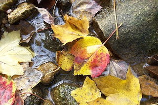 thanksgiving leaves on water stream