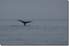 Humpback Whale