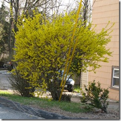 Flowering Tree Yellow