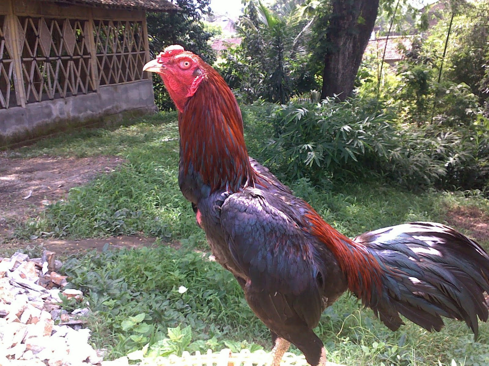 Ternak Ayam  Aduan  Perkenalan dan Salam Sapa