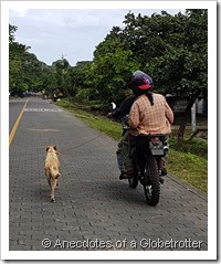 New way of walking dog