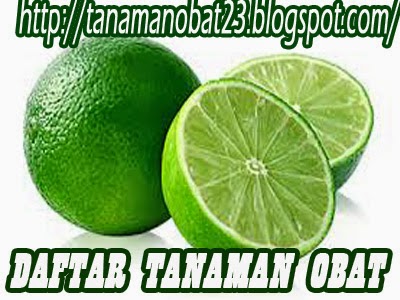 http://tanamanobat23.blogspot.com/2015/03/tanaman-obat-jeruk-nipis-citrus.html