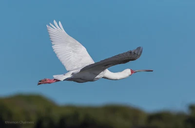 African Spoonbill in Flight - Woodbridge Island, Cape Town