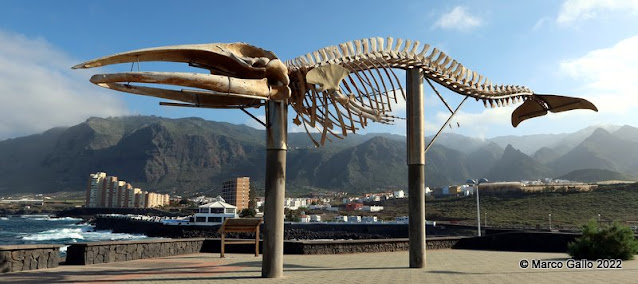 ESQUELETO DE BALLENA DE LOS SILOS. Tenerife, España