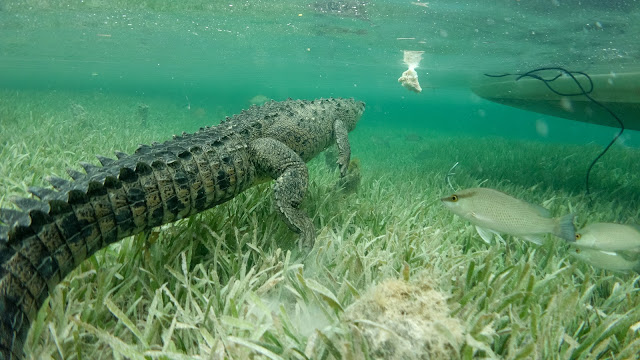 Crocodile attacks chicken