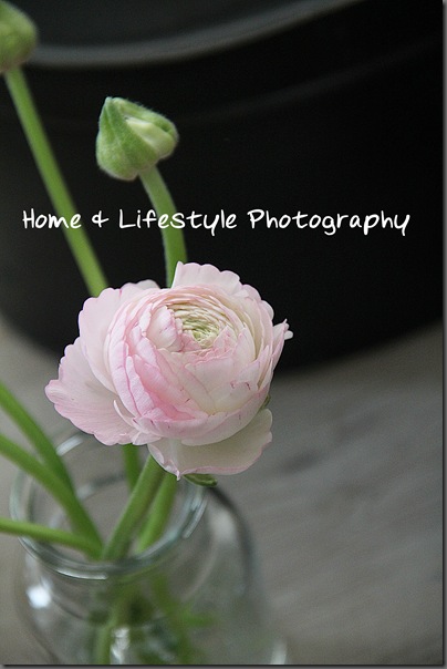 Home & Lifestyle