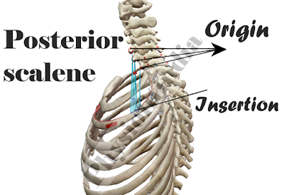 https://www.physiofitindia.xyz/2020/06/scalene-muscle-origin.html