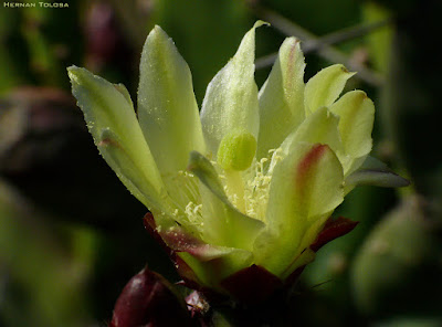 flores de Opuntia arechavaletae