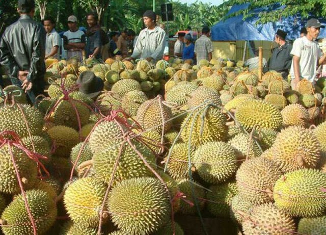 Berburu Durian Sinapeul