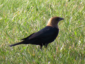 cowbird