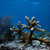 Staghorn Coral The Fastest Growing Corals