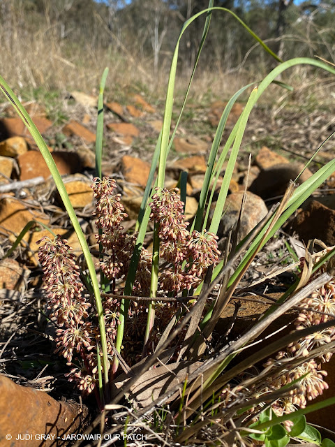 Lomandra multifora (Many-flowered Mat Rush) in Bloom at Jarowair Our Patch, South East Queensland