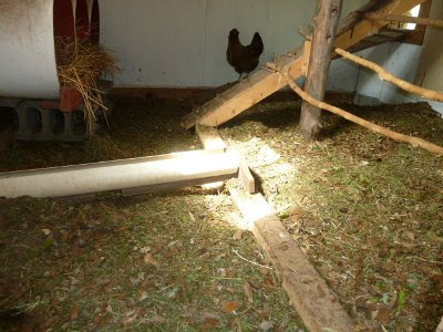 inside the chicken coop + chicken + grass clippings for litter