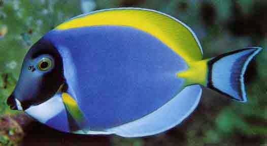 Dunia Ikan  Hias  Ikan  power Blue Tang Bonata Biru 