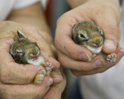 pictures of bunnies and rabbits