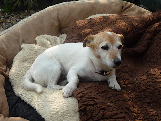 Jack Russell