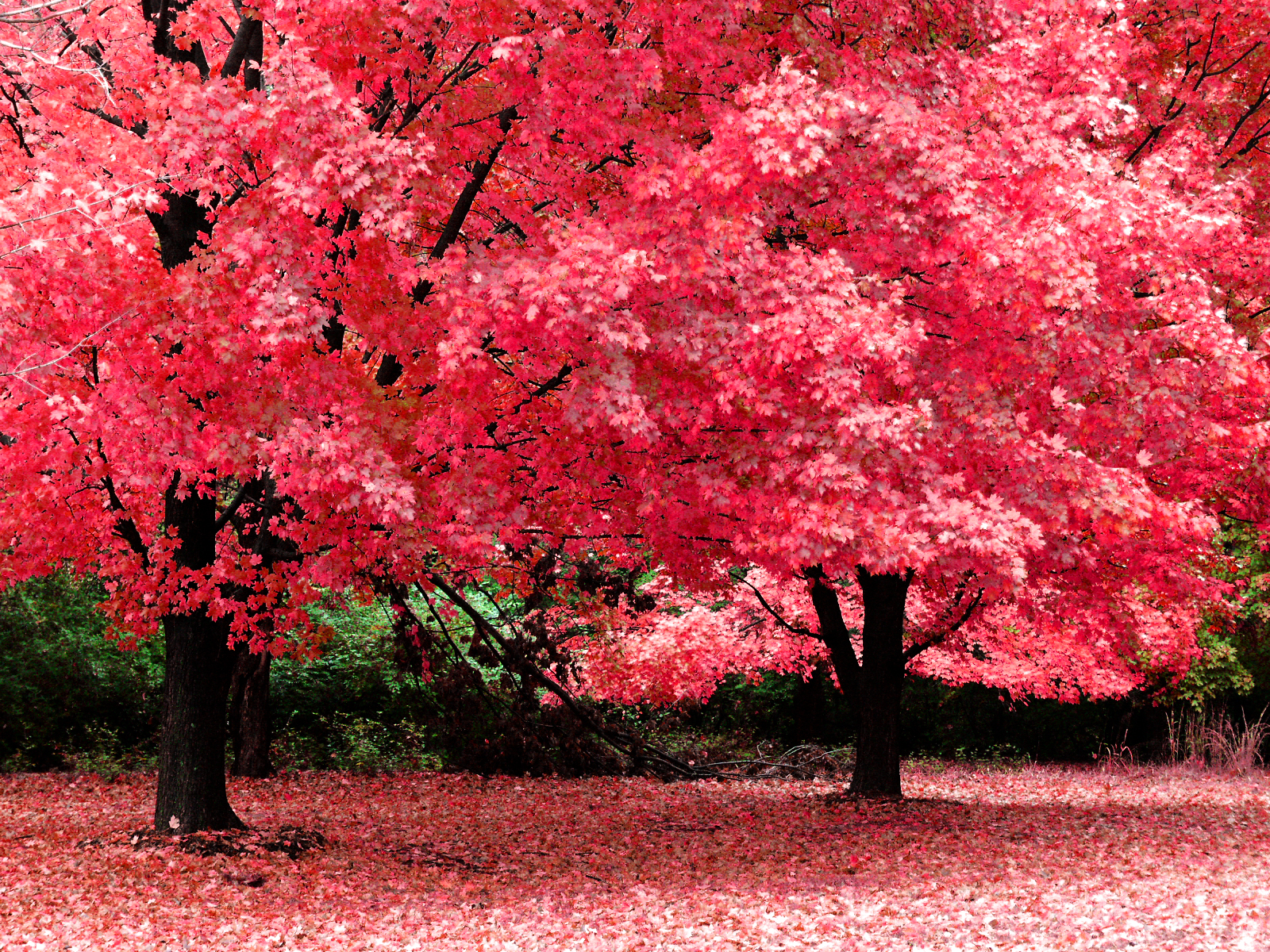 sì, l'autunno è davvero arrivato con i suoi colori caldi e ...