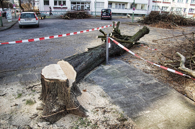 Baustelle Baumfällarbeiten, Otto-Braun-Straße / Mollstraße, 10178 Berlin, 13.02.2014