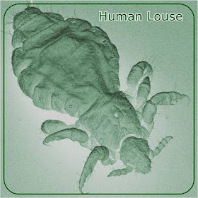 human louse