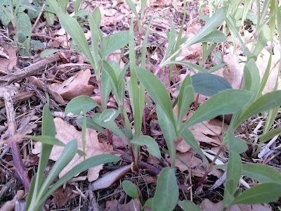 Silene, o stridoli ad Avezzano di Sessa Aurunca